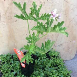 pelargonium mozzie buster